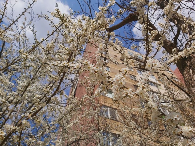  - Floricele diverse 2021