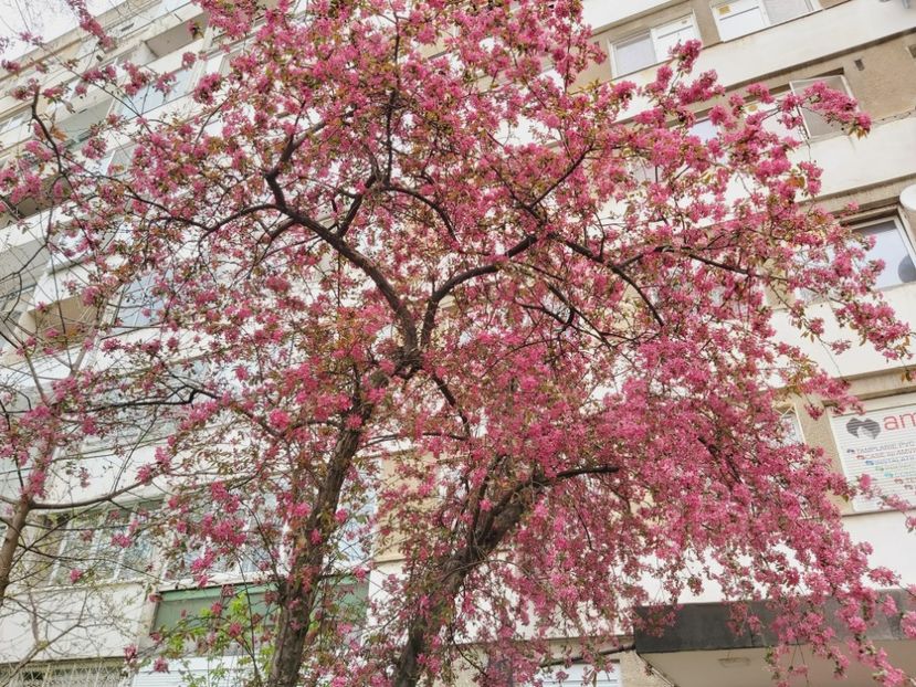  - Floricele diverse 2021