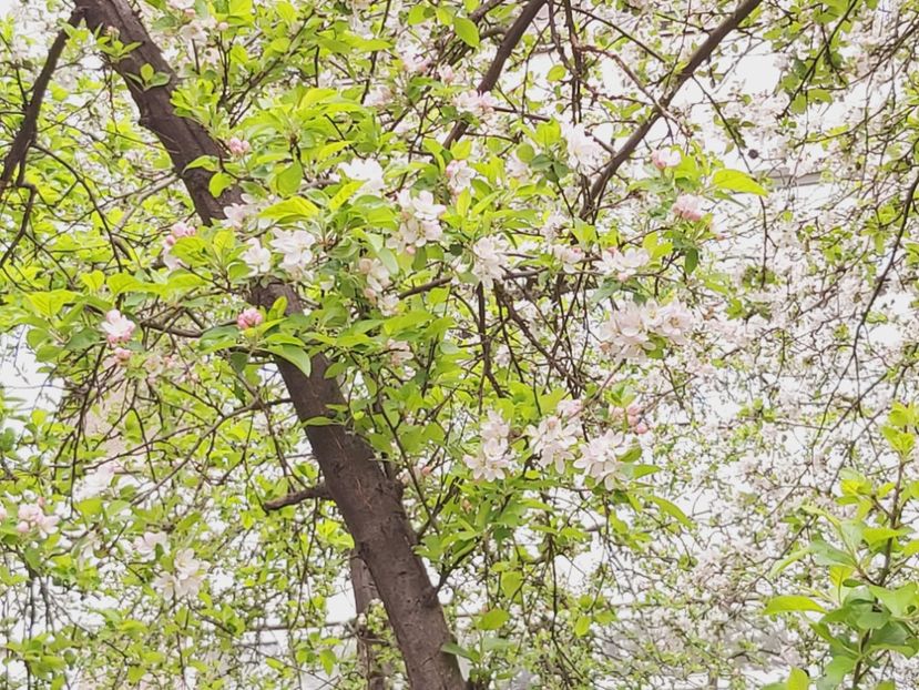  - Floricele diverse 2021