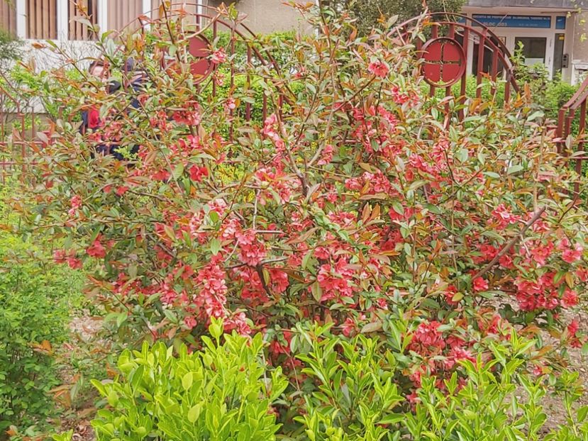  - Floricele diverse 2021