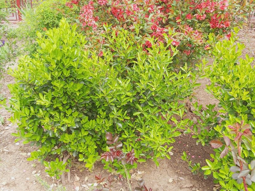  - Floricele diverse 2021