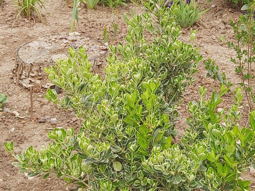  - Floricele diverse 2021