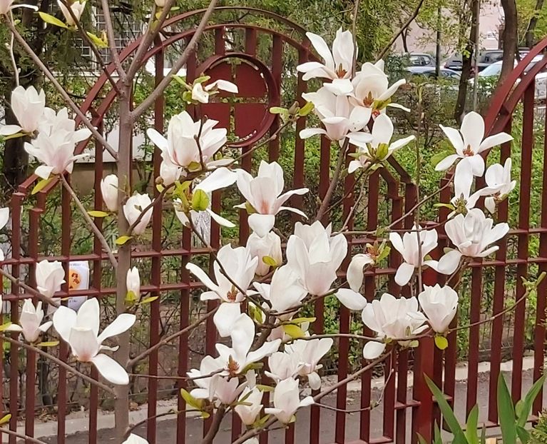  - Floricele diverse 2021