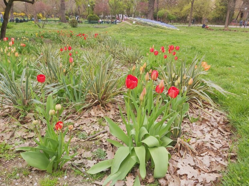  - Floricele diverse 2021