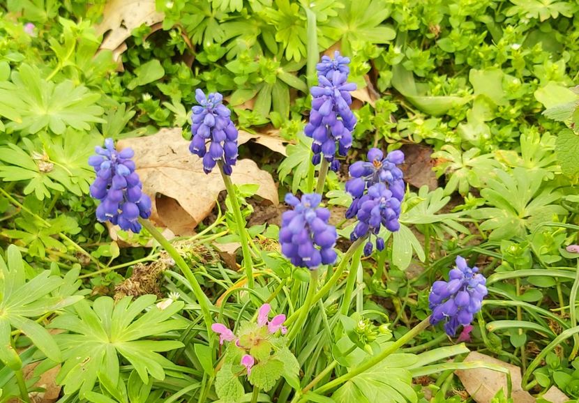  - Floricele diverse 2021