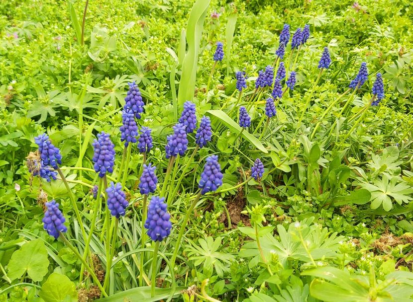  - Floricele diverse 2021