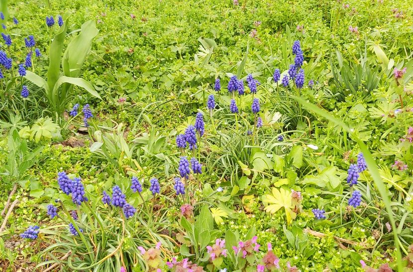  - Floricele diverse 2021