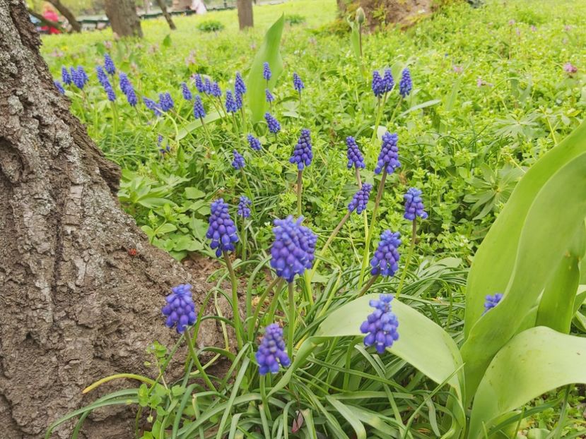  - Floricele diverse 2021