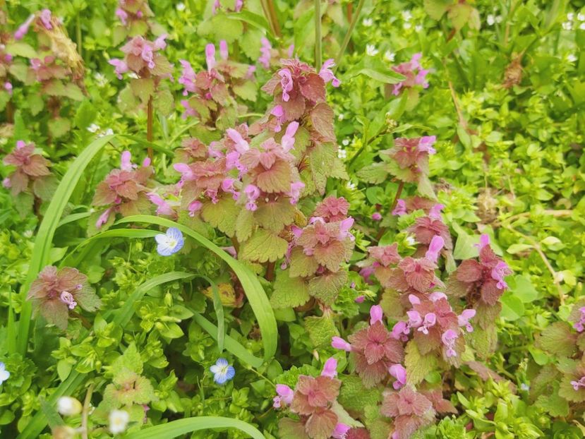  - Floricele diverse 2021