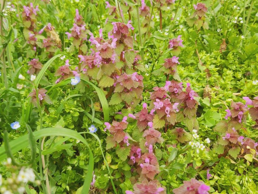  - Floricele diverse 2021