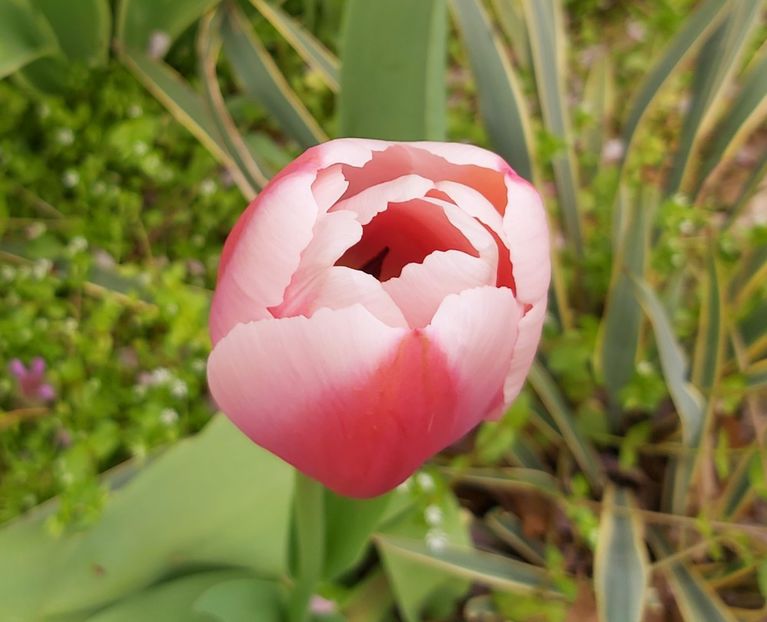  - Floricele diverse 2021