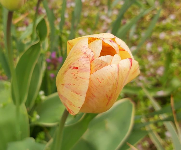  - Floricele diverse 2021