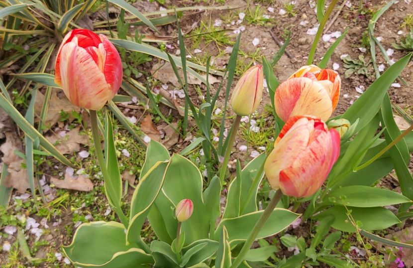  - Floricele diverse 2021