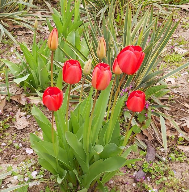  - Floricele diverse 2021