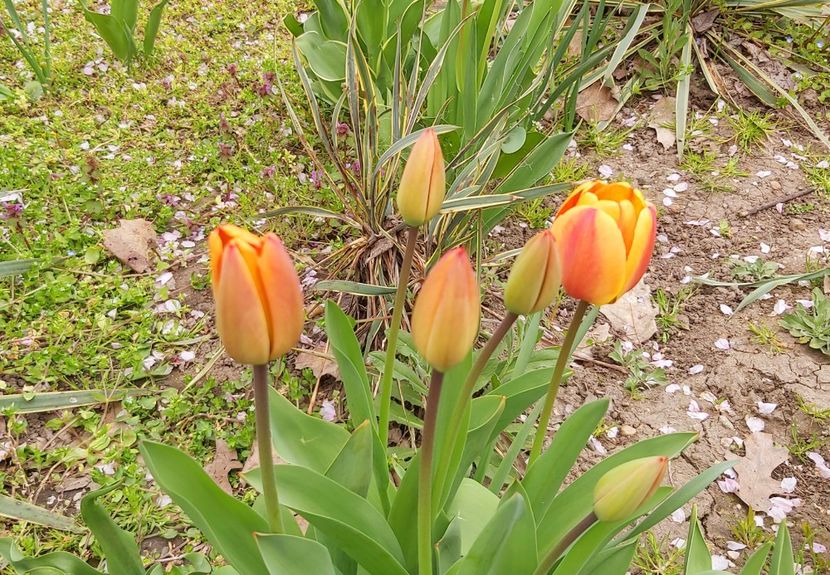  - Floricele diverse 2021