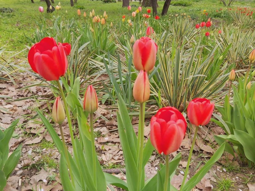  - Floricele diverse 2021