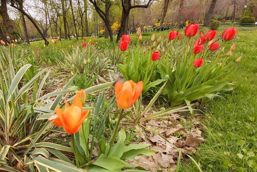  - Floricele diverse 2021