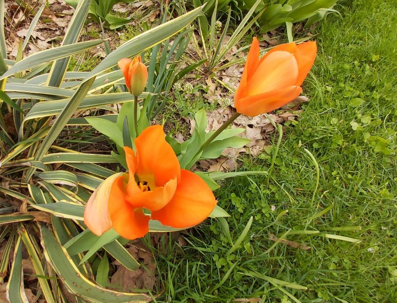  - Floricele diverse 2021