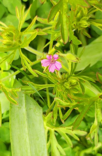  - Floricele diverse 2021