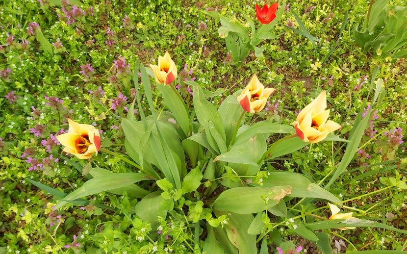  - Floricele diverse 2021