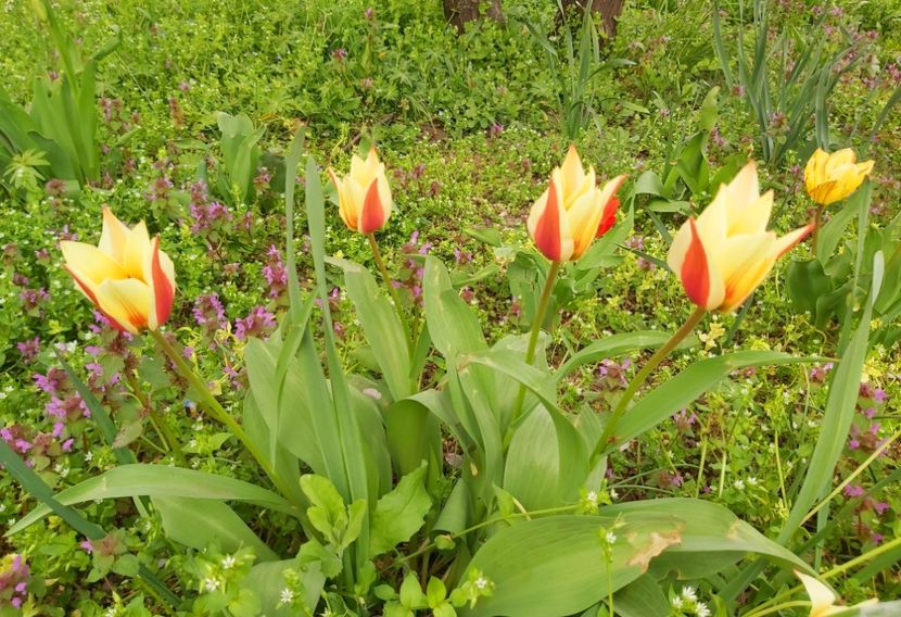  - Floricele diverse 2021