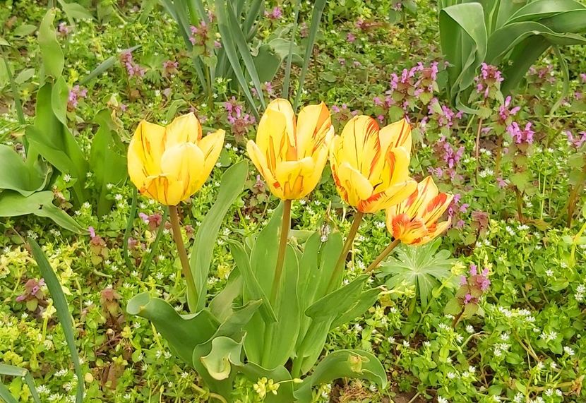  - Floricele diverse 2021