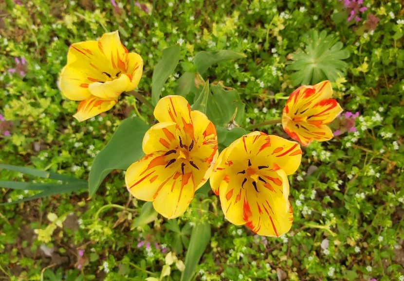  - Floricele diverse 2021