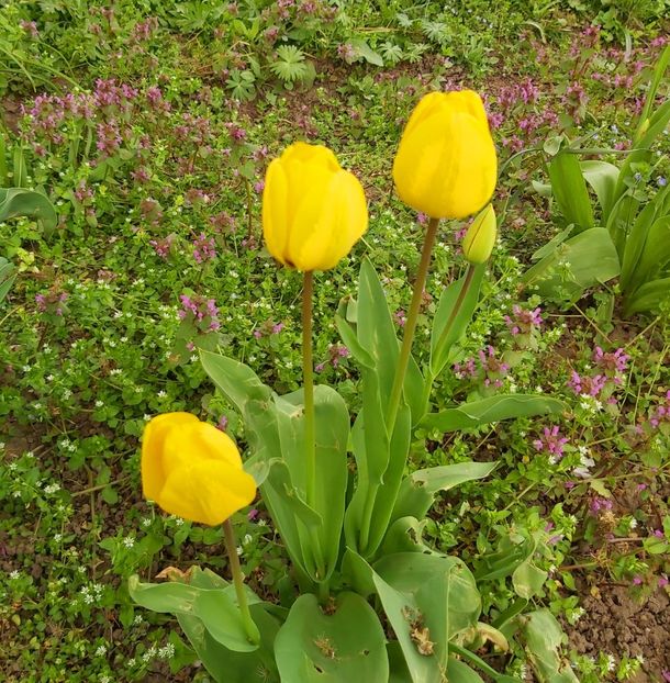  - Floricele diverse 2021