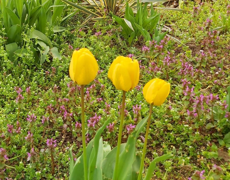  - Floricele diverse 2021