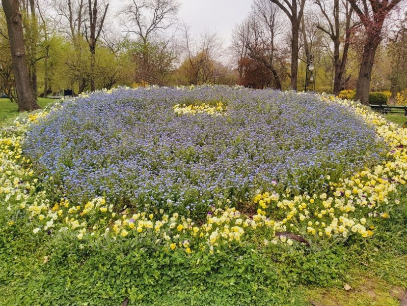  - Floricele diverse 2021