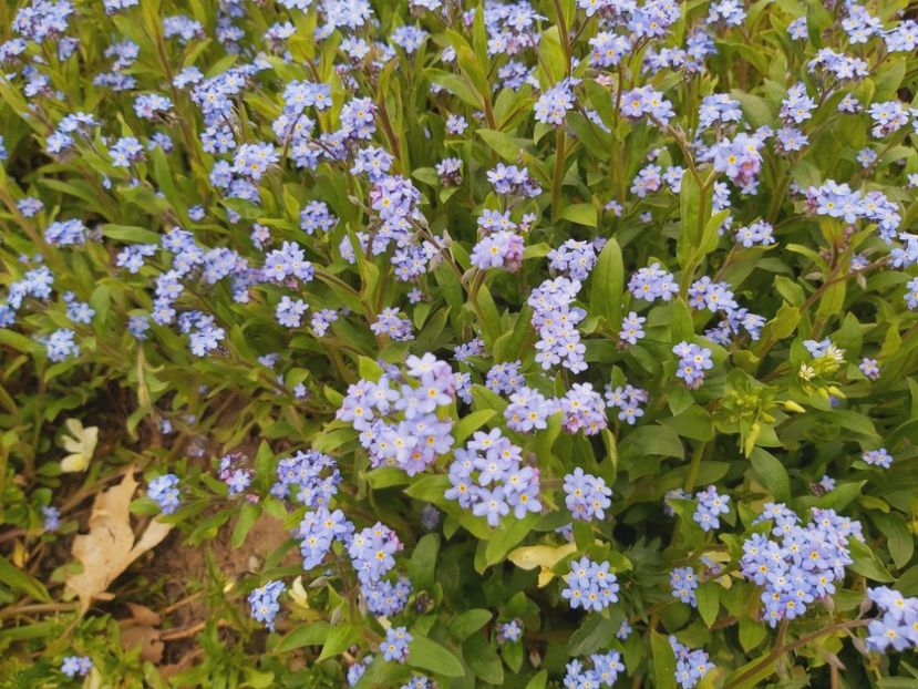  - Floricele diverse 2021