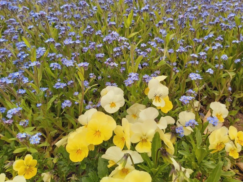  - Floricele diverse 2021