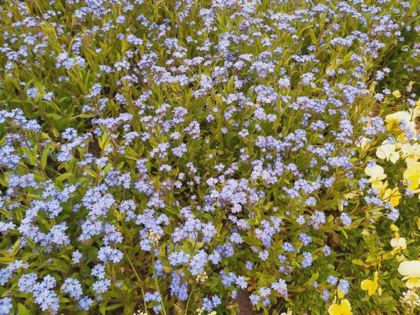  - Floricele diverse 2021