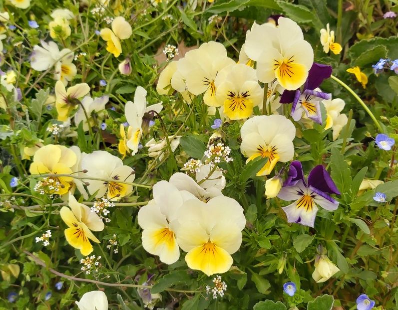  - Floricele diverse 2021