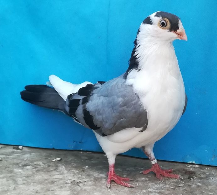  - Pui 2021