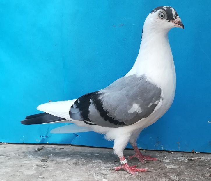  - Pui 2021