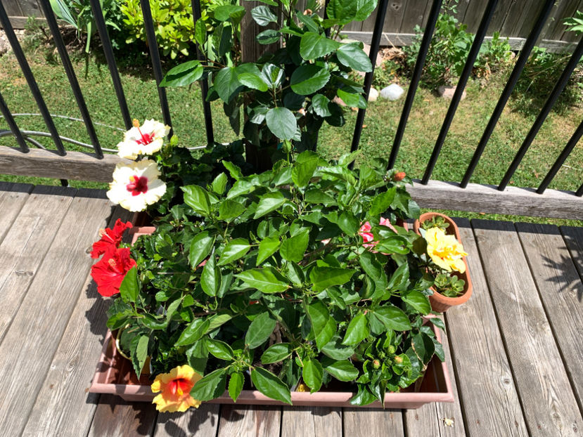  - Jurnalul gradinii 2021