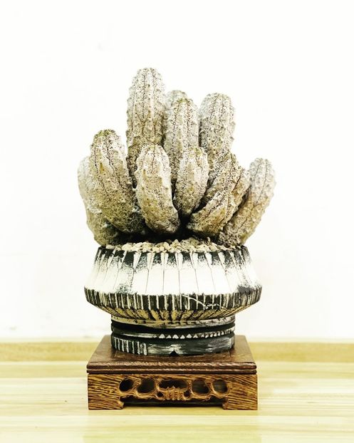 Euphorbia abdelkuri - Vase - aranjamente - accesorii