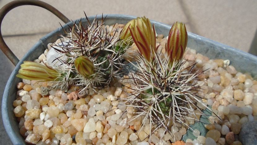 Echinocereus davisii brevispinus & Echinocereus davisii - Cactusi 2021