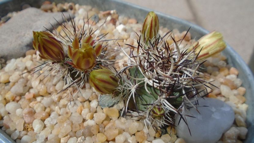 Echinocereus davisii brevispinus & Echinocereus davisii - Cactusi 2021