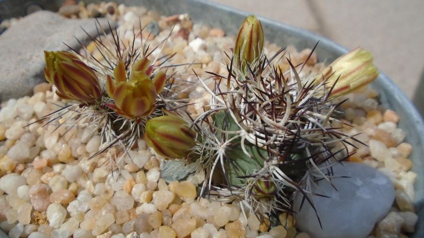 Echinocereus davisii brevispinus & Echinocereus davisii - Cactusi 2021