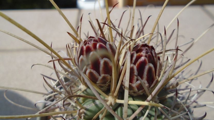 Glandulicactus (Sclerocactus) wrightii - Cactusi 2021