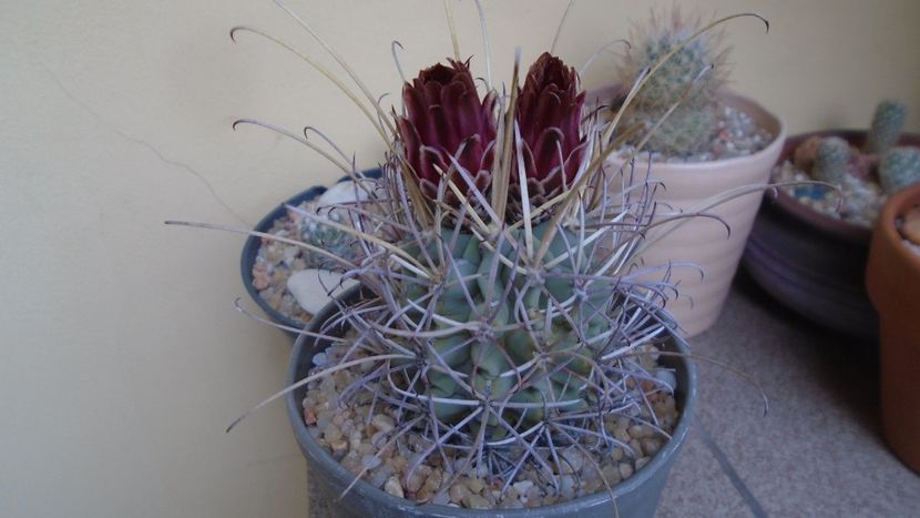 Glandulicactus (Sclerocactus) wrightii - Cactusi 2021