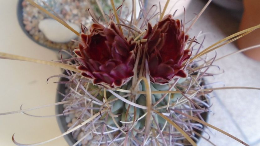 Glandulicactus (Sclerocactus) wrightii - Cactusi 2021