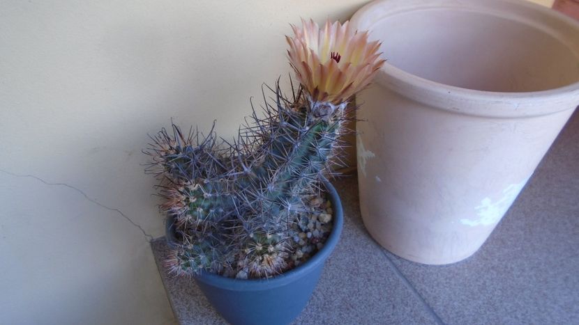 Austrocactus patagonicus (Austrocactus bertinii) (-20 C) - Cactusi 2021