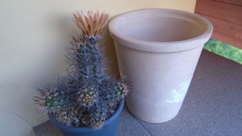 Austrocactus patagonicus (Austrocactus bertinii) (-20 C) - Cactusi 2021