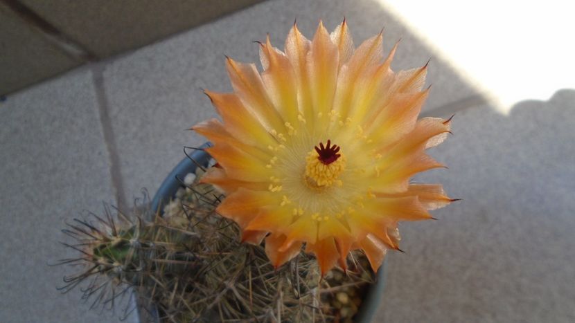 Austrocactus patagonicus (Austrocactus bertinii) (-20 C) - Cactusi 2021