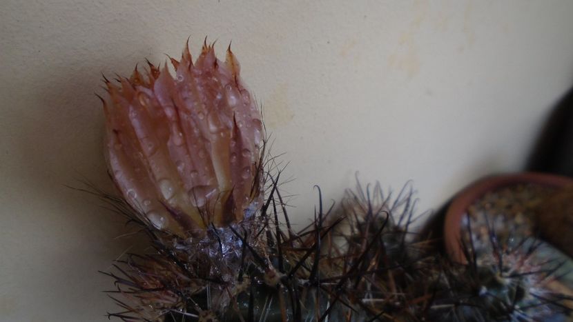 Austrocactus patagonicus (Austrocactus bertinii) (-20 C) - Cactusi 2021