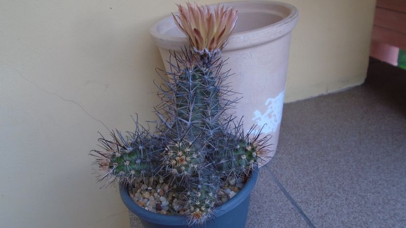 Austrocactus patagonicus (Austrocactus bertinii) (-20 C) - Cactusi 2021