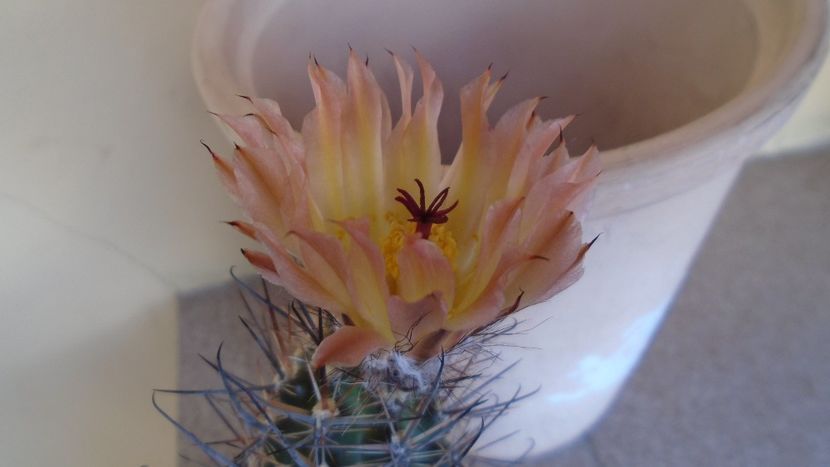 Austrocactus patagonicus (Austrocactus bertinii) (-20 C) - Cactusi 2021